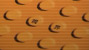 Sichtwelt [shikai] Book about Japan