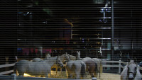 Organic Ambient - Horse Power